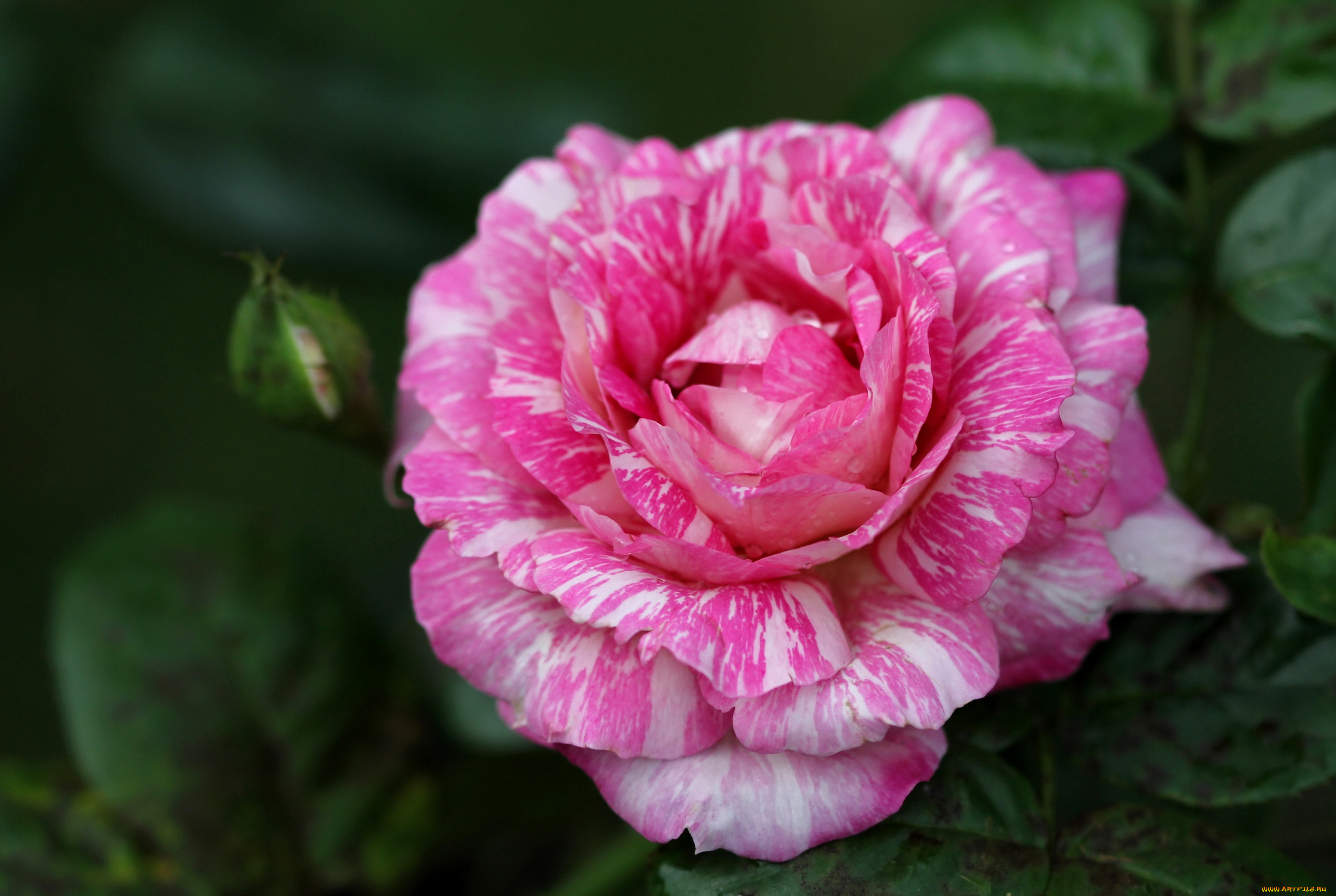 Роза пестрая белая с розовым